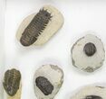 Lot: Assorted Devonian Trilobites - Pieces #76914-4